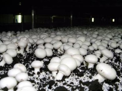 Выращивание грибов - Система мониторинга и сбора данных для растений